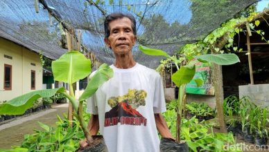 Mbah Lasiyo Profesor Pisang