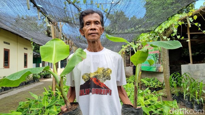 Mbah Lasiyo Profesor Pisang